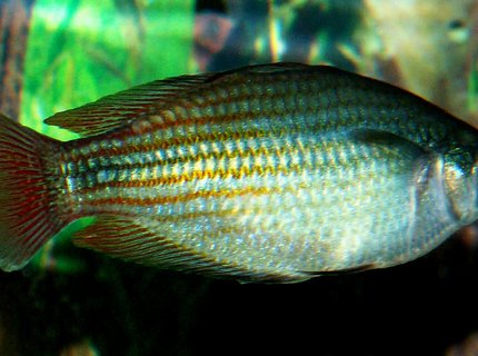 freshwater fish - melanotaenia splendida - australian rainbow stocking in 110 gallons tank - Austrailian Rainbow freshwater fish - melanotaenia splendida - australian rainbow stocking in 110 gallons tank - Austrailian Rainbow