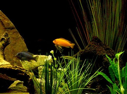 freshwater fish - pseudotropheus estherae - red zebra cichlid stocking in 29 gallons tank - African cichlids freshwater fish - pseudotropheus estherae - red zebra cichlid stocking in 29 gallons tank - African cichlids