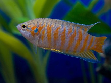 freshwater fish - macropodus opercularis - blue paradise stocking in 45 gallons tank - red paradised gourami. freshwater fish - macropodus opercularis - blue paradise stocking in 45 gallons tank - red paradised gourami.