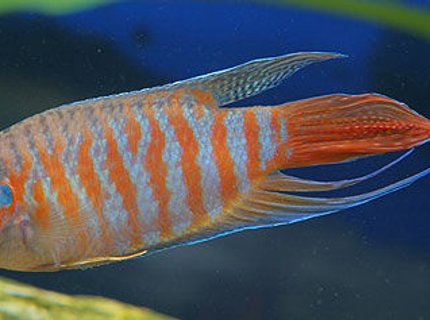 freshwater fish - macropodus opercularis - blue paradise stocking in 45 gallons tank - red paradised gourami freshwater fish - macropodus opercularis - blue paradise stocking in 45 gallons tank - red paradised gourami