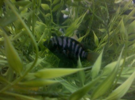 freshwater fish - archocentrus nigrofasciatus - black convict cichlid stocking in 60 gallons tank - MY JUVINILE CONVICT.......SO SO PRETTY freshwater fish - archocentrus nigrofasciatus - black convict cichlid stocking in 60 gallons tank - MY JUVINILE CONVICT.......SO SO PRETTY