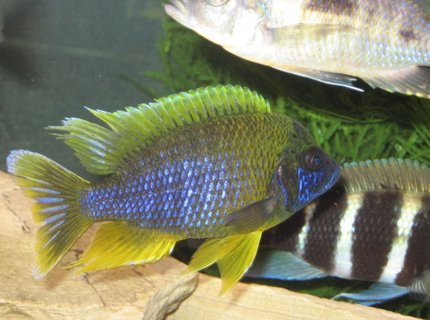 freshwater fish - aulonocara mamelela - lemon jake stocking in 125 gallons tank - LEMON JAKE freshwater fish - aulonocara mamelela - lemon jake stocking in 125 gallons tank - LEMON JAKE