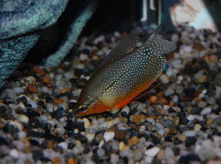 freshwater fish - trichogaster leeri - pearl gourami stocking in 29 gallons tank - Pearl Gourami freshwater fish - trichogaster leeri - pearl gourami stocking in 29 gallons tank - Pearl Gourami