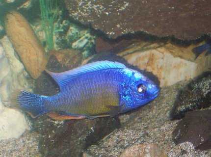 freshwater fish - aulonocara stuartgranti - ngara flametail stocking in 55 gallons tank - My sexy Cichlid :) well to me atleast lol freshwater fish - aulonocara stuartgranti - ngara flametail stocking in 55 gallons tank - My sexy Cichlid :) well to me atleast lol