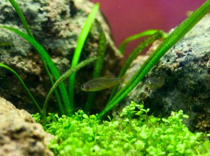 freshwater fish - celestichthys margaritatus - galaxy rasbora stocking in 26 gallons tank - Galaxy rasbora... or celestial pearl danios. Whatever they're being called these days. Someone should just decide.
Either way, these little punks are hard to photograph. Need to learn to hold still for a second. freshwater fish - celestichthys margaritatus - galaxy rasbora stocking in 26 gallons tank - Galaxy rasbora... or celestial pearl danios. Whatever they're being called these days. Someone should just decide.
Either way, these little punks are hard to photograph. Need to learn to hold still for a second.