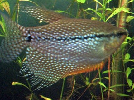 freshwater fish - trichogaster leeri - pearl gourami stocking in 130 gallons tank - Pearl Gourami freshwater fish - trichogaster leeri - pearl gourami stocking in 130 gallons tank - Pearl Gourami