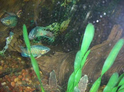 freshwater fish - macropodus opercularis - blue paradise stocking in 75 gallons tank - two male paradise fish fighting for courtship of females freshwater fish - macropodus opercularis - blue paradise stocking in 75 gallons tank - two male paradise fish fighting for courtship of females