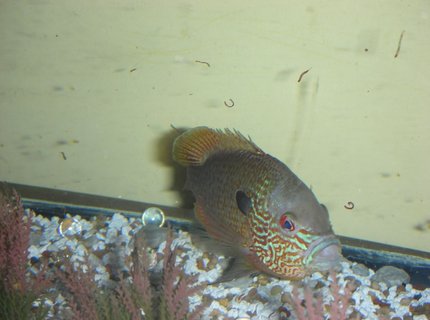 freshwater fish - lepomis megalotis - longear sunfish stocking in 75 gallons tank - long ear sunfish sucking in some more bloodworms freshwater fish - lepomis megalotis - longear sunfish stocking in 75 gallons tank - long ear sunfish sucking in some more bloodworms
