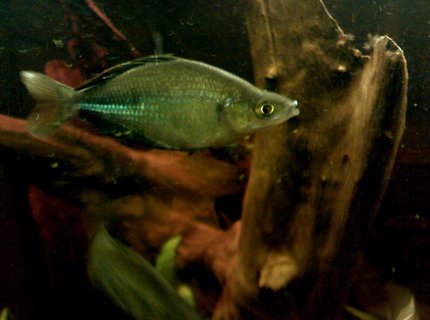 freshwater fish - melanotaenia splendida - australian rainbow stocking in 46 gallons tank - One of my rainbow fish. What Kind? Well...that is quite debatable. Said to be a hybrid of multisquamatus and wanamensis. Who knows for sure? freshwater fish - melanotaenia splendida - australian rainbow stocking in 46 gallons tank - One of my rainbow fish. What Kind? Well...that is quite debatable. Said to be a hybrid of multisquamatus and wanamensis. Who knows for sure?