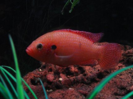 freshwater fish - hemichromis bimaculatus - jewel cichlid stocking in 75 gallons tank - Red Forest Jewel. freshwater fish - hemichromis bimaculatus - jewel cichlid stocking in 75 gallons tank - Red Forest Jewel.