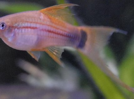 freshwater fish - xiphophorus helleri - neon swordtail stocking in 55 gallons tank - 4" Green Marigold Swordtail freshwater fish - xiphophorus helleri - neon swordtail stocking in 55 gallons tank - 4" Green Marigold Swordtail
