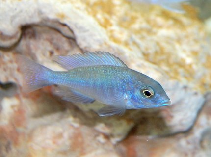 freshwater fish - cyrtocara moorii - blue dolphin cichlid stocking in 55 gallons tank - Haplochromis moorii African Cichlid freshwater fish - cyrtocara moorii - blue dolphin cichlid stocking in 55 gallons tank - Haplochromis moorii African Cichlid