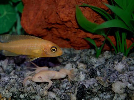 freshwater fish - pseudotropheus estherae - red zebra cichlid stocking in 46 gallons tank - Red Zebra and Albino Dwarf freshwater fish - pseudotropheus estherae - red zebra cichlid stocking in 46 gallons tank - Red Zebra and Albino Dwarf