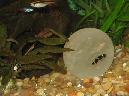 freshwater fish - brachygobius doriae - bumble bee goby stocking in 75 gallons tank - Bumblebee Gobi, Neon Tetra, Cherry Barb freshwater fish - brachygobius doriae - bumble bee goby stocking in 75 gallons tank - Bumblebee Gobi, Neon Tetra, Cherry Barb