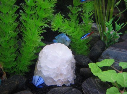 freshwater fish - paracheirodon innesi - neon tetra jumbo stocking in 20 gallons tank - Powder Puff Gourami finds refuge behind cluster of quartz crystal. freshwater fish - paracheirodon innesi - neon tetra jumbo stocking in 20 gallons tank - Powder Puff Gourami finds refuge behind cluster of quartz crystal.