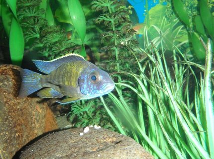 freshwater fish - aulonocara stuartgranti - gallireya reef stocking in 90 gallons tank - African Cichlid - Unknown type freshwater fish - aulonocara stuartgranti - gallireya reef stocking in 90 gallons tank - African Cichlid - Unknown type