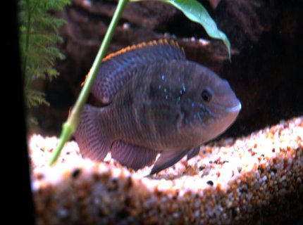 freshwater fish - aequidens pulcher - blue acara stocking in 55 gallons tank - blue acura freshwater fish - aequidens pulcher - blue acara stocking in 55 gallons tank - blue acura