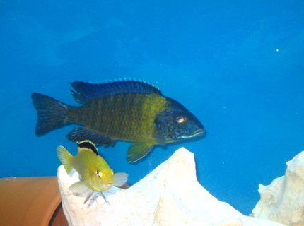 freshwater fish - aulonocara stuartgranti - maulana bicolor peacock stocking in 72 gallons tank - My shy guys freshwater fish - aulonocara stuartgranti - maulana bicolor peacock stocking in 72 gallons tank - My shy guys