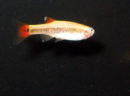 freshwater fish - aphyocharax anisitsi - bloodfin tetra stocking in 30 gallons tank - bloodfin tetra freshwater fish - aphyocharax anisitsi - bloodfin tetra stocking in 30 gallons tank - bloodfin tetra