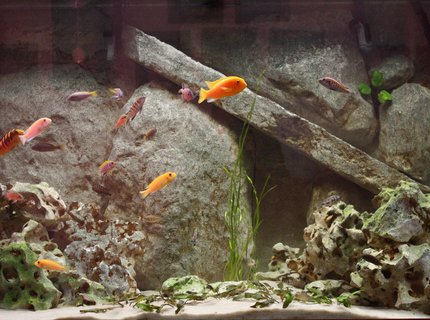 freshwater fish - pseudotropheus estherae - red zebra cichlid stocking in 150 gallons tank - 150 gallon mixed african cichlid tank. freshwater fish - pseudotropheus estherae - red zebra cichlid stocking in 150 gallons tank - 150 gallon mixed african cichlid tank.