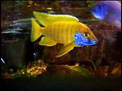 freshwater fish - aulonocara baenschi - sunshine peacock stocking in 90 gallons tank - Sunshine peacock freshwater fish - aulonocara baenschi - sunshine peacock stocking in 90 gallons tank - Sunshine peacock