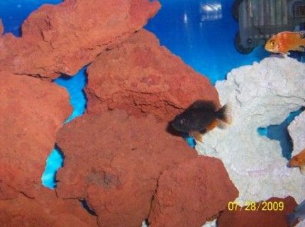 freshwater fish - copadichromis borleyi - yellowfin borleyi cichlid stocking in 55 gallons tank - Borleyi and peacock freshwater fish - copadichromis borleyi - yellowfin borleyi cichlid stocking in 55 gallons tank - Borleyi and peacock