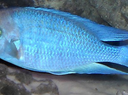 freshwater fish - cyrtocara moorii - blue dolphin cichlid stocking in 120 gallons tank - Moorii dolphin freshwater fish - cyrtocara moorii - blue dolphin cichlid stocking in 120 gallons tank - Moorii dolphin
