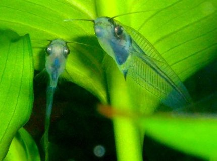 freshwater fish - kryptopterus bicirrhis - ghost glass cat stocking in 80 gallons tank - Ghost Catfish freshwater fish - kryptopterus bicirrhis - ghost glass cat stocking in 80 gallons tank - Ghost Catfish