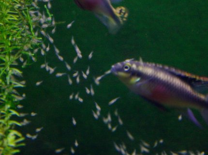 freshwater fish - pelvicachromis pulcher - kribensis cichlid stocking in 75 gallons tank - My kribensis cichlid pair and their couple day old babies... freshwater fish - pelvicachromis pulcher - kribensis cichlid stocking in 75 gallons tank - My kribensis cichlid pair and their couple day old babies...