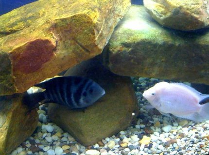 freshwater fish - archocentrus nigrofasciatus - black convict cichlid stocking in 75 gallons tank - Convicts freshwater fish - archocentrus nigrofasciatus - black convict cichlid stocking in 75 gallons tank - Convicts