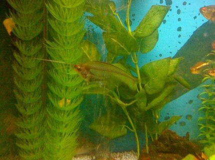 freshwater fish - kryptopterus bicirrhis - ghost glass cat stocking in 22 gallons tank - Here is a picture of one of my amazing Glass Fish! Currently in a 24" x 12" x 18" Freshwater tank that I have owned for just over a year now. Standard Daylight lighting on a timer which switches over to moonlight LED blue lights at the night time. Standard Fluval filtration pump and air bubbles.
Currently home to:
1 Albino Red Finned Shark
2 Albino Bristlenose Plecs
1 Ghost Shrimp
3 Glassfish
1 Dwarf Puffer
1 Zebra Danio
4 Black Neon Tetras
1 Head and Taillight
1 Bolivian ram freshwater fish - kryptopterus bicirrhis - ghost glass cat stocking in 22 gallons tank - Here is a picture of one of my amazing Glass Fish! Currently in a 24" x 12" x 18" Freshwater tank that I have owned for just over a year now. Standard Daylight lighting on a timer which switches over to moonlight LED blue lights at the night time. Standard Fluval filtration pump and air bubbles.
Currently home to:
1 Albino Red Finned Shark
2 Albino Bristlenose Plecs
1 Ghost Shrimp
3 Glassfish
1 Dwarf Puffer
1 Zebra Danio
4 Black Neon Tetras
1 Head and Taillight
1 Bolivian ram