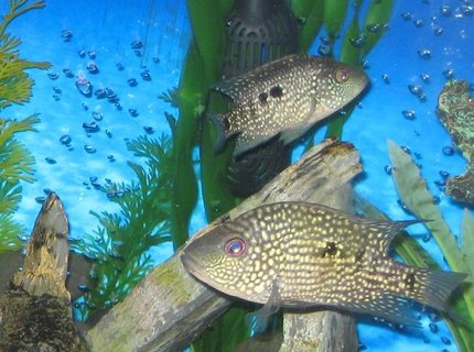 freshwater fish - herichthys carpinte - green texas cichlid stocking in 45 gallons tank freshwater fish - herichthys carpinte - green texas cichlid stocking in 45 gallons tank