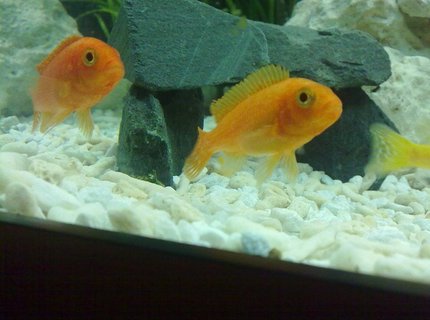 freshwater fish - pseudotropheus estherae - red zebra cichlid stocking in 90 gallons tank - Metriaclima estherae (Red Zebra) freshwater fish - pseudotropheus estherae - red zebra cichlid stocking in 90 gallons tank - Metriaclima estherae (Red Zebra)