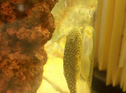 freshwater fish - beaufortia kweichowensis - butterfly hillstream loach stocking in 14 gallons tank - Hillstream loach / Borneo Sucker freshwater fish - beaufortia kweichowensis - butterfly hillstream loach stocking in 14 gallons tank - Hillstream loach / Borneo Sucker
