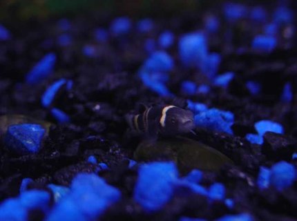 freshwater fish - brachygobius doriae - bumble bee goby stocking in 10 gallons tank - B. Goby freshwater fish - brachygobius doriae - bumble bee goby stocking in 10 gallons tank - B. Goby