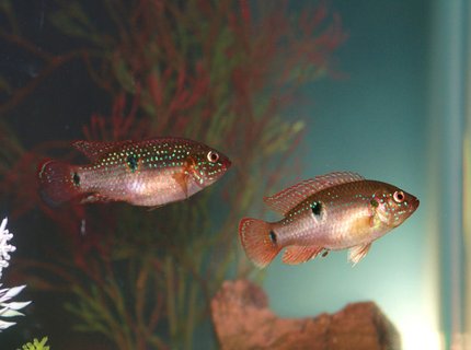 freshwater fish - hemichromis bimaculatus - jewel cichlid stocking in 55 gallons tank - Jeweled Cichlids freshwater fish - hemichromis bimaculatus - jewel cichlid stocking in 55 gallons tank - Jeweled Cichlids