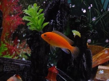 freshwater fish - pseudotropheus estherae - red zebra cichlid stocking in 100 gallons tank - Orange Morph freshwater fish - pseudotropheus estherae - red zebra cichlid stocking in 100 gallons tank - Orange Morph