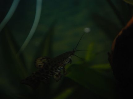 freshwater fish - hoplosternum thoracatum - hoplo catfish stocking in 37 gallons tank - Wolfgang the hoplo cat freshwater fish - hoplosternum thoracatum - hoplo catfish stocking in 37 gallons tank - Wolfgang the hoplo cat