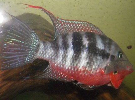 freshwater fish - thorichthys meeki - firemouth cichlid stocking in 230 gallons tank - 5" Firemouth cichlid / Thorichthys meeki
going into attack mode freshwater fish - thorichthys meeki - firemouth cichlid stocking in 230 gallons tank - 5" Firemouth cichlid / Thorichthys meeki
going into attack mode
