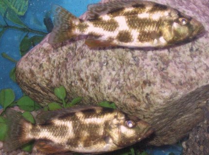 freshwater fish - nimbochromis livingstonii - livingstonii stocking in 45 gallons tank - my 2 N. Livingstonii freshwater fish - nimbochromis livingstonii - livingstonii stocking in 45 gallons tank - my 2 N. Livingstonii