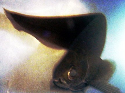 freshwater fish - apteronotus albifrons - black ghost knifefish stocking in 75 gallons tank - African Knife Fish freshwater fish - apteronotus albifrons - black ghost knifefish stocking in 75 gallons tank - African Knife Fish