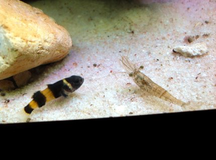 freshwater fish - brachygobius doriae - bumble bee goby stocking in 20 gallons tank - Bumble Bee Goby and Ghost Shrimp freshwater fish - brachygobius doriae - bumble bee goby stocking in 20 gallons tank - Bumble Bee Goby and Ghost Shrimp