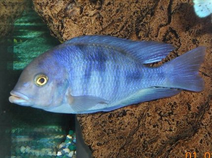 freshwater fish - cyrtocara moorii - blue dolphin cichlid stocking in 54 gallons tank - Dolphin Head freshwater fish - cyrtocara moorii - blue dolphin cichlid stocking in 54 gallons tank - Dolphin Head