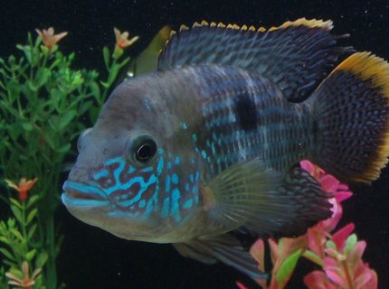 freshwater fish - aequidens rivulatus - green terror stocking in 35 gallons tank - Green Terror freshwater fish - aequidens rivulatus - green terror stocking in 35 gallons tank - Green Terror