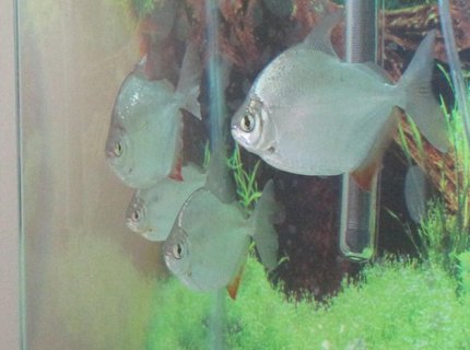 freshwater fish - metynnis argenteus - silver dollar stocking in 55 gallons tank - Silver Dollar School (Rest in Peace all of them) freshwater fish - metynnis argenteus - silver dollar stocking in 55 gallons tank - Silver Dollar School (Rest in Peace all of them)