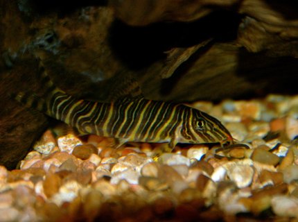freshwater fish - botia striata - zebra loach stocking in 30 gallons tank - This is one of the 2 Zebra Loachs I have in my tank. Very beautiful fish! freshwater fish - botia striata - zebra loach stocking in 30 gallons tank - This is one of the 2 Zebra Loachs I have in my tank. Very beautiful fish!