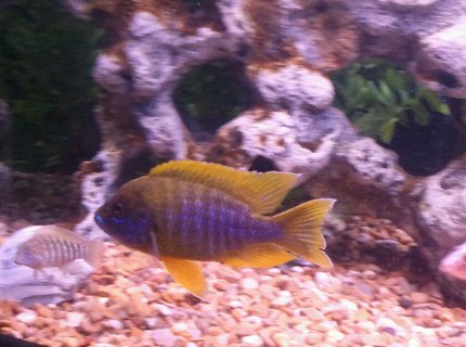freshwater fish - aulonocara mamelela - lemon jake stocking in 100 gallons tank - OUR lemon jake- go LSU oh and goby freshwater fish - aulonocara mamelela - lemon jake stocking in 100 gallons tank - OUR lemon jake- go LSU oh and goby