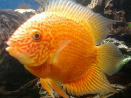 freshwater fish - heros serverus - severum stocking in 210 gallons tank - my orange severum freshwater fish - heros serverus - severum stocking in 210 gallons tank - my orange severum
