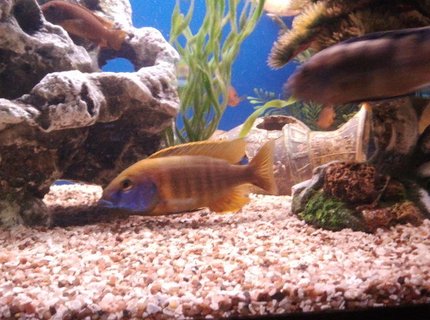 freshwater fish - aulonocara baenschi - sunshine peacock stocking in 75 gallons tank - Sunshine peacock
"sunny" freshwater fish - aulonocara baenschi - sunshine peacock stocking in 75 gallons tank - Sunshine peacock
"sunny"