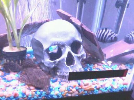 freshwater fish - archocentrus nigrofasciatus - black convict cichlid stocking in 55 gallons tank - pleco freshwater fish - archocentrus nigrofasciatus - black convict cichlid stocking in 55 gallons tank - pleco